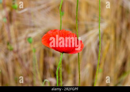 Close-up of a poppy in the cornfield, near Mjölby, Östergötland County, Sweden Stock Photo