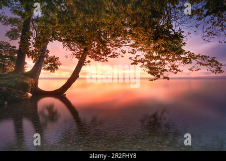 Tree on the shore at sunrise at Lake Starnberg, Tuting, Bavaria, Germany Stock Photo