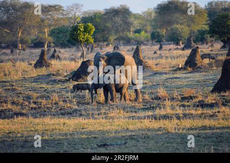 Malawi; Southern Region; Liwonde National Park; The mother elephant and her young graze in the evening sun; accompanied by a warthog Stock Photo