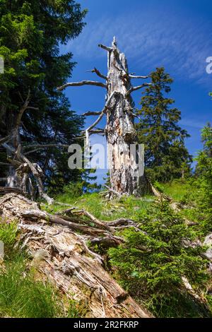 Dead gnarled spruce in the mountains, weather spruce, Picea abies, Upper Bavaria, Germany, Europe Stock Photo