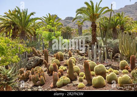 Cactus plants and palm trees in the "Cactualdea Park" - cactus  park in the west of Gran Canaria, Spain Stock Photo - Alamy