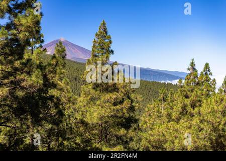 Corona Forestal - coniferous forest on the way in Teide National Park with a view of volcano, Tenerife, Spain Stock Photo