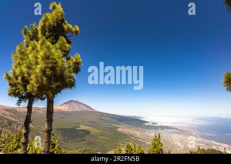 Corona Forestal - coniferous forest on the way in Teide National Park with a view of volcano, Tenerife, Spain Stock Photo