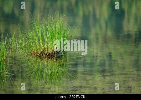 Reeds reflected in the lake, Weitsee, Chiemgau Alps, Chiemgau, Upper Bavaria, Bavaria, Germany Stock Photo