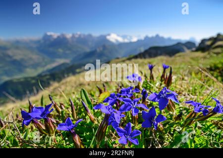 Spring gentian with Pala out of focus in the background, Gentiana verna, Belluno Dolomites, Belluno Dolomites National Park, UNESCO World Heritage Dol Stock Photo