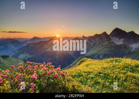 Sunrise over Allgäu Alps and Lechquellen Mountains, with alpine roses in the foreground, from the Zafernhorn, Großes Walsertal Biosphere Reserve, Breg Stock Photo