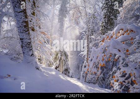 Winter in the beech forest, Baierbrunn, Germany Stock Photo