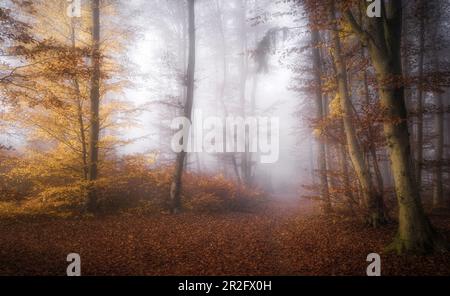 Morning mist in the autumn beech forest, Bavaria, Germany Stock Photo