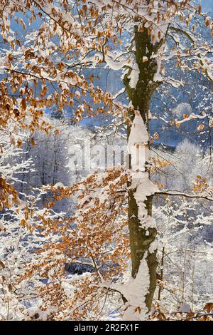 European beech on the Isar high bank in winter dress, Baierbrunn, Bavaria, Germany Stock Photo