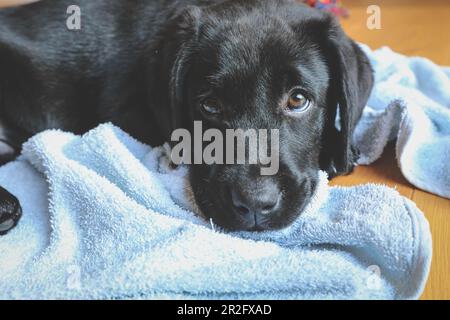 Black Labrador puppy laying with head on the floor Stock Photo