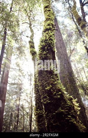Mossy tree trunk and sun rays in morning forest, Big Basin State Park, California, USA. Stock Photo