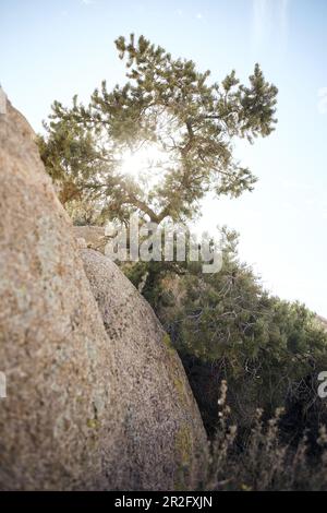 Sun shines through the branches of a conifer in Joshua Tree Park, California, USA. Stock Photo