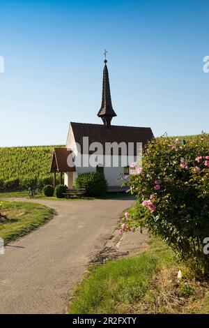 Chapel in the vineyards, Eichert Chapel, Jechtingen, Kaiserstuhl, Baden-Württemberg, Germany Stock Photo