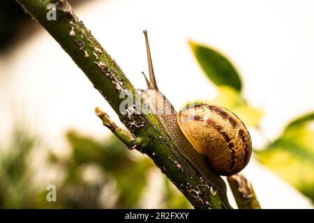 Close up view of garden snail on branch Stock Photo