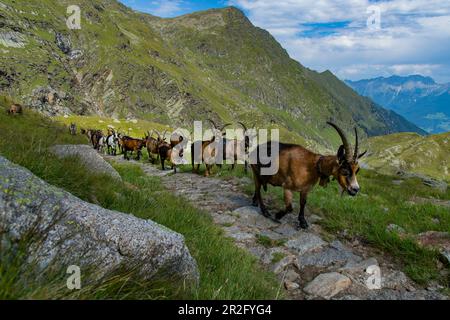 In the South Tyrolean Texel Group Nature Park, the high alpine pastures are farmed with goats, sheep and individual cattle, just like around the Oberk Stock Photo