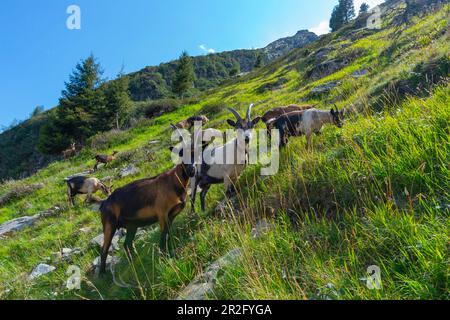 In the South Tyrolean Texel Group Nature Park, the high alpine pastures are farmed with goats, sheep and individual cattle, just like around the Oberk Stock Photo