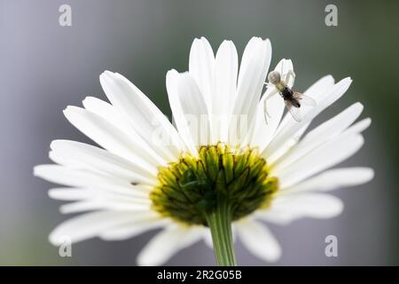 Goldenrod crab spider (Misumena vatia) with captured fly on flower of daisy, Hesse, Germany Stock Photo