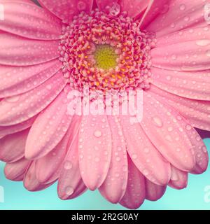 Pink gerbera with water drops on blue background. Macro photography of gerbera flower. Stock Photo