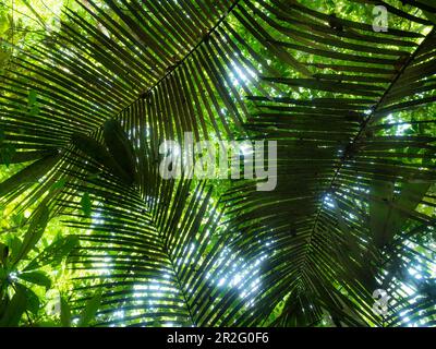 Palm leaves in the rainforest on the Amazon near Manaus, Amazon Basin, Brazil, South America Stock Photo
