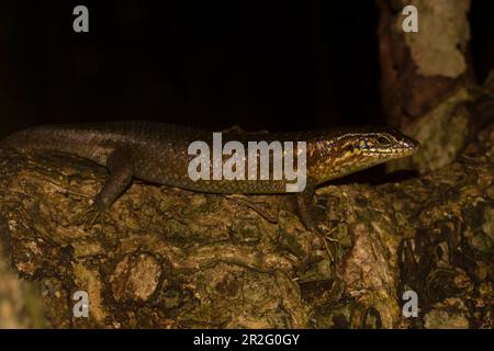 Madagascar girdled lizard (Zonosaurus madagascariensis) on the island of Nosy Tanikely, northwest coast, northern Madagascar, Madagascar Stock Photo