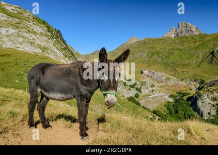 Donkey with Pic du Midi d'Ossau in the background, Col du Pourtalet, Pyrenees National Park, Pyrénées-Atlantiques, Pyrenees, France Stock Photo