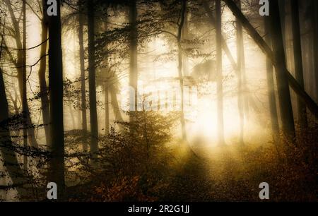 Sun rays in the foggy, snow-free winter forest, Bavaria, Upper Bavaria, Germany Stock Photo