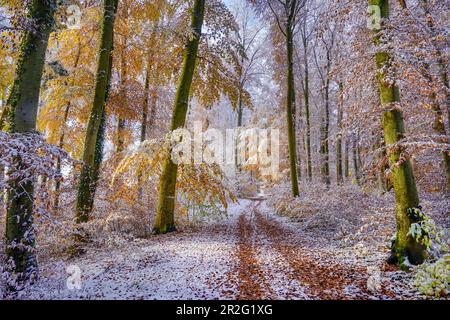 Surprising snowfall in autumn on the Isar high bank, Baierbrunn, Bavaria, Germany Stock Photo