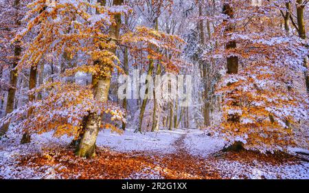 European beeches in autumn after the first snowfall, Isar Hochufer, Baierbrunn, Bavaria, Germany Stock Photo