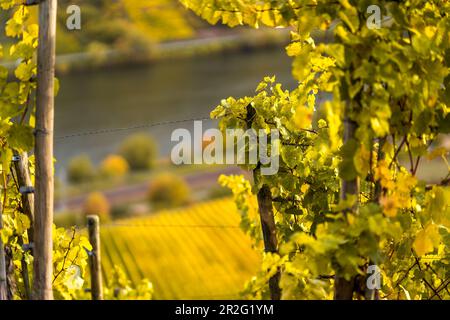 Vine leaves over the Moselle, Winningen, Rhineland-Palatinate, Germany Stock Photo