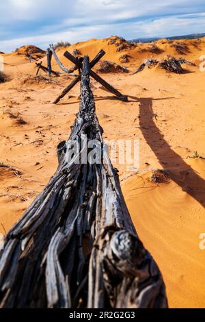 Weathered wormwood ranch fence; Coral Pink Sand Dunes State Park; Utah; USA Stock Photo