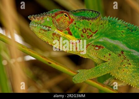 Panther chameleon in the Jardin d'Eden. Stock Photo