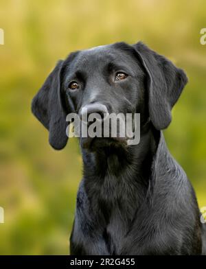 Portrait of a young labrador retriever Stock Photo