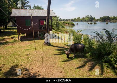 Bungalows and water buffalo on Don Det Island, Laos, Asia Stock Photo