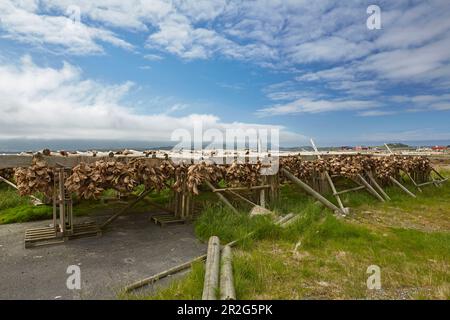Drying racks with cod heads near Ramberg, Flakstadoeya, Lofoten, Nordland, Norway, Europe Stock Photo