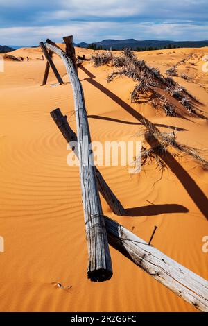 Weathered wormwood ranch fence; Coral Pink Sand Dunes State Park; Utah; USA Stock Photo