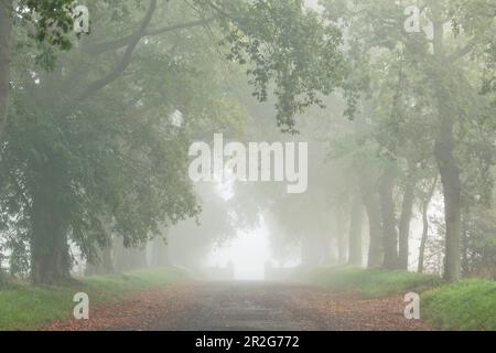 Oak avenue in the fog on a stud farm in Normandy, France. Stock Photo