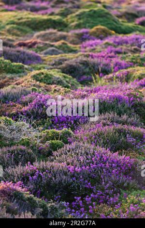 Blooming heathland in the warm evening light on the high plateau of Cap Frehels. Stock Photo