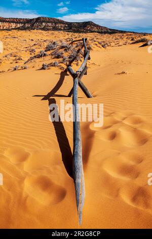 Weathered wormwood ranch fence; Coral Pink Sand Dunes State Park; Utah; USA Stock Photo