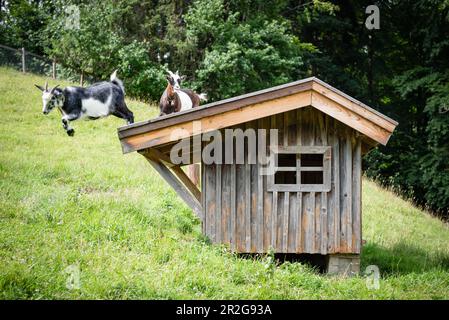 Goats jumping from the roof of a stable, Allgäu, Bavaria, Germany Stock Photo