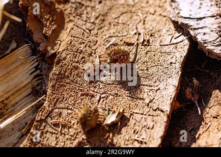 Tree bark with scars and old beechnuts in the forest Stock Photo
