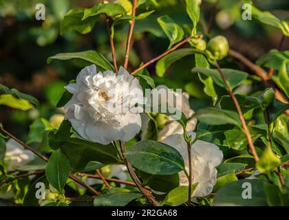 Close-up of a camellia japonica Snow White flower at the camellia flower show at Landschloss Pirna Zuschendorf in Saxony, Germany Stock Photo