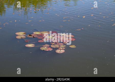 Fish swim close to the surface of the water. Fish pond in the park. Stock Photo