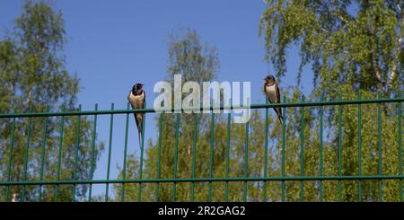 Barn swallows, Hirundo rustica. In the early morning a birds sits on a fence Stock Photo