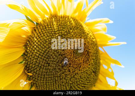 Bee on a sunflower in the Munich Botanical Garden, Muenchen, Bavaria, Germany, Europe Stock Photo