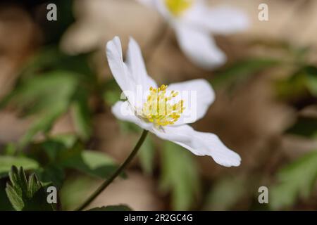 Wood anemone, Anemone nemorosa Stock Photo