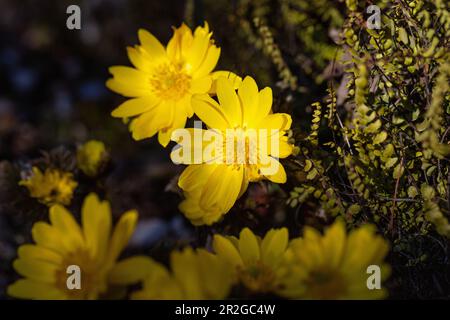 Amur Adonis, Adonis amurensis Stock Photo
