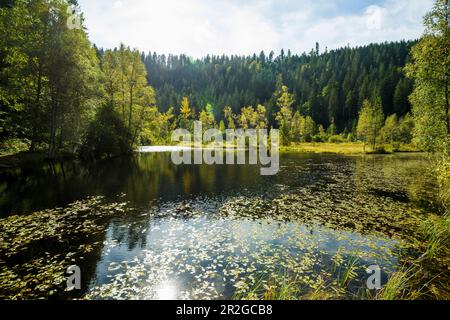 Moorsee, Ellbachsee, Kniebis, Freudenstadt district, Black Forest, Baden-Württemberg, Germany Stock Photo