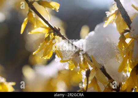 blooming forsythia, forsythia, with snow and ice crystals Stock Photo