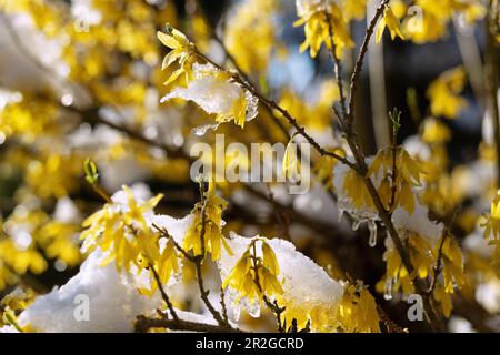 blooming forsythia, forsythia, with snow and ice crystals Stock Photo