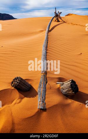 Weathered wormwood ranch fence; Coral Pink Sand Dunes State Park; Utah; USA Stock Photo